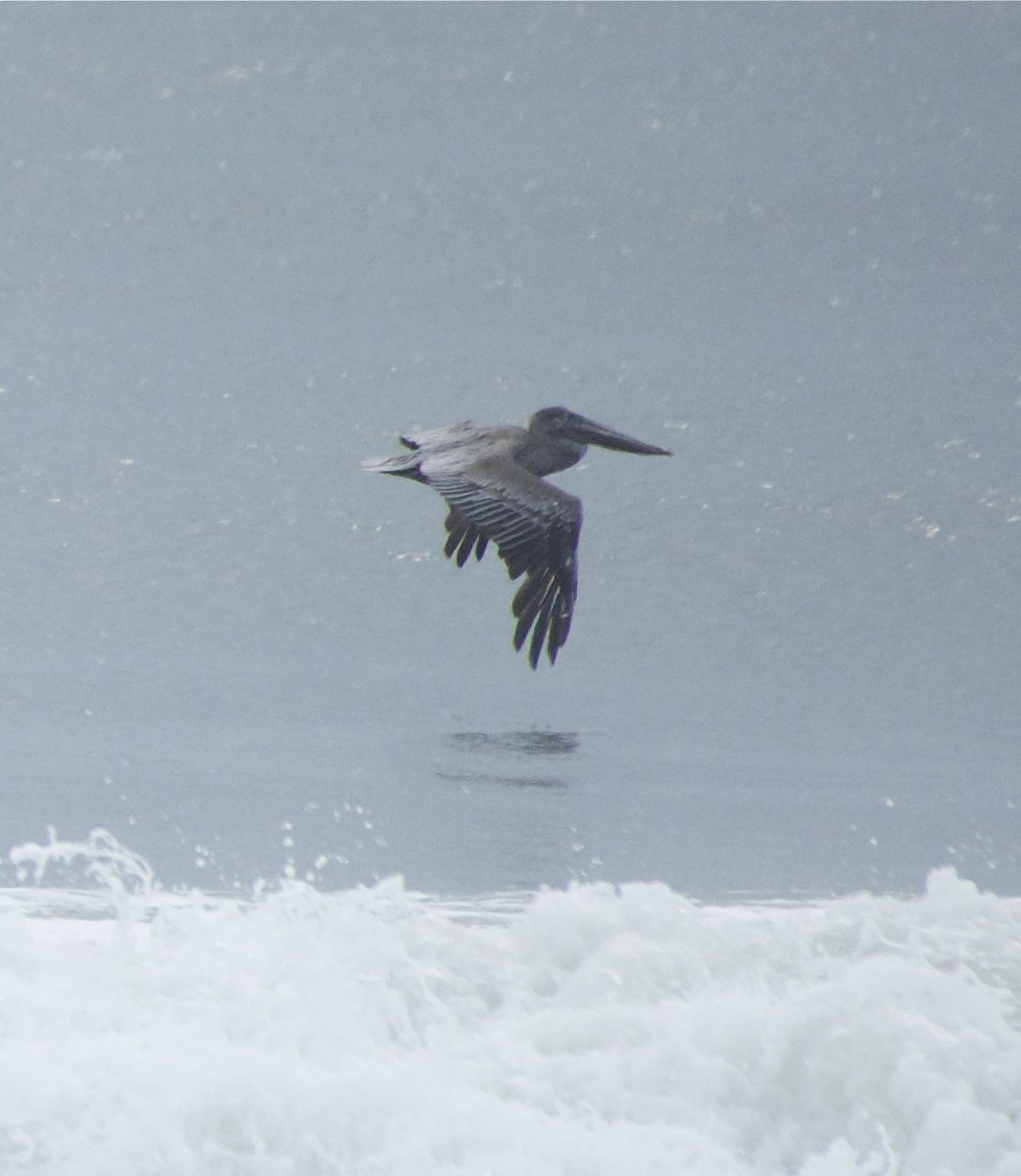 Brown Pelican - ML103927751