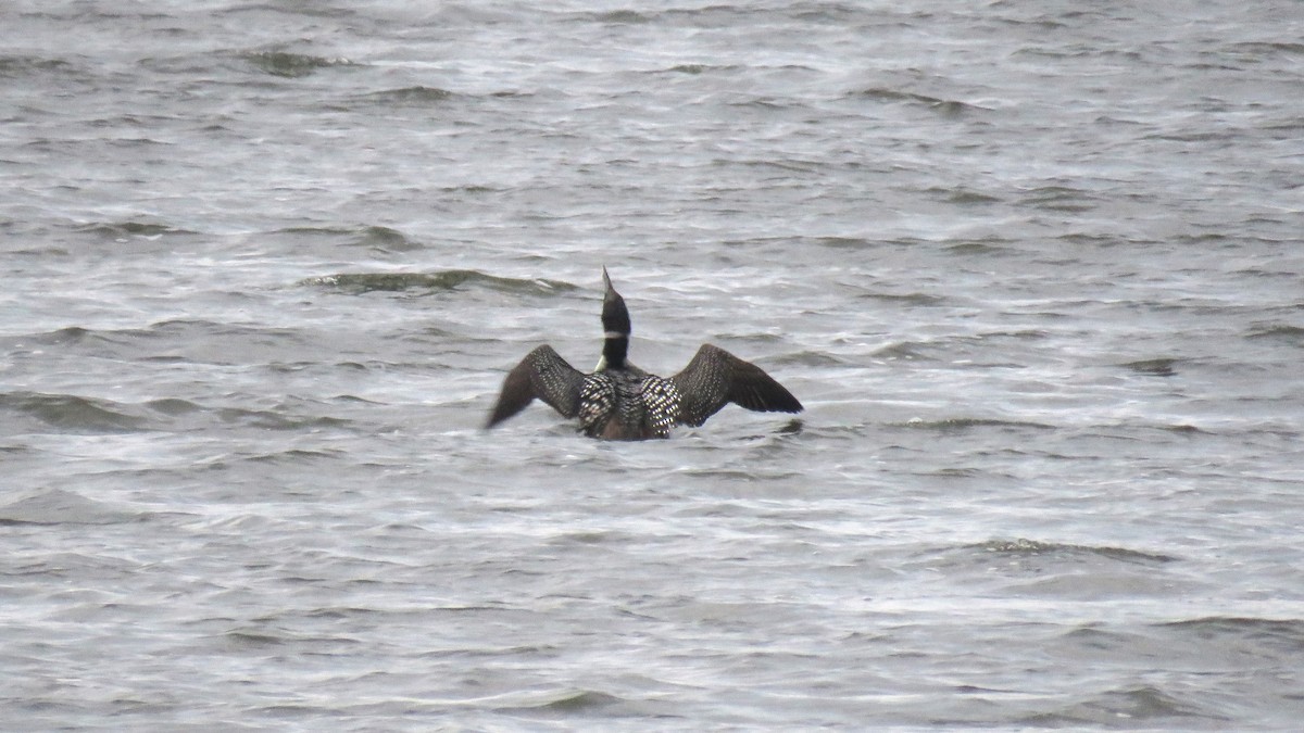 Common Loon - ML103930451