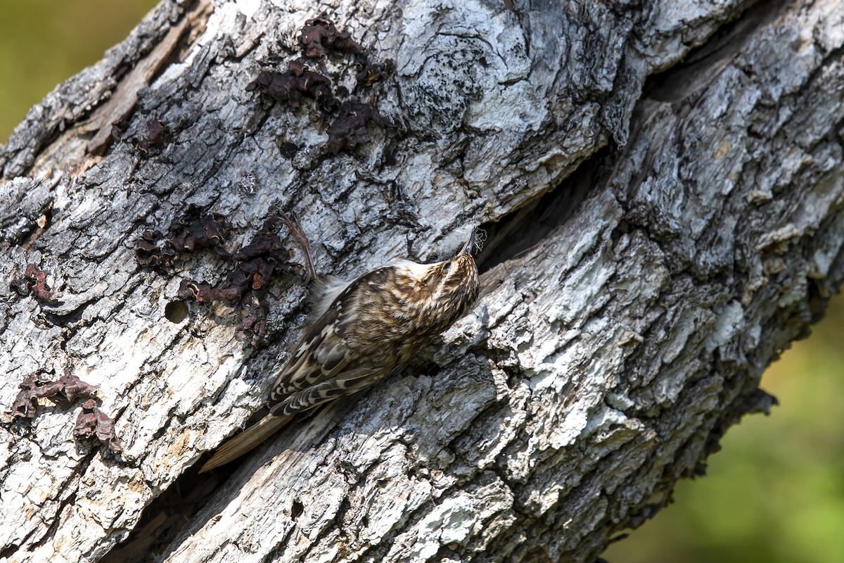 Bewick's Wren - ML103930851