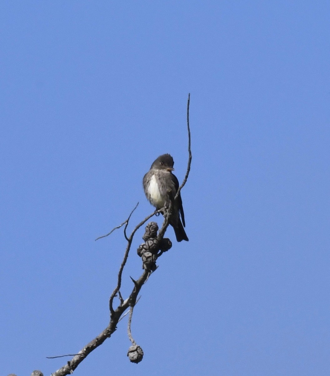 Olive-sided Flycatcher - ML103931921