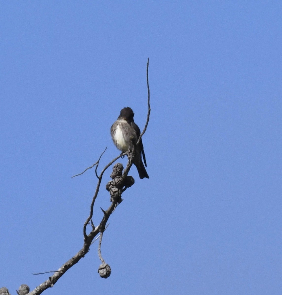 Olive-sided Flycatcher - ML103931931