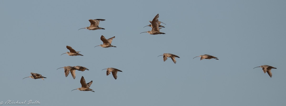 Long-billed Curlew - Michael Bolte