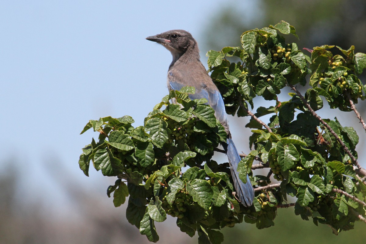 California Scrub-Jay - ML103933241