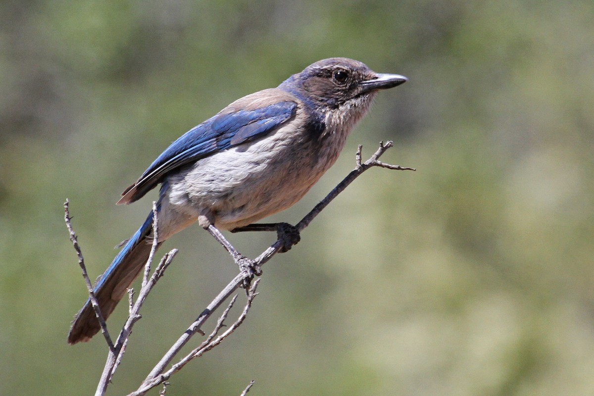 California Scrub-Jay - ML103933281