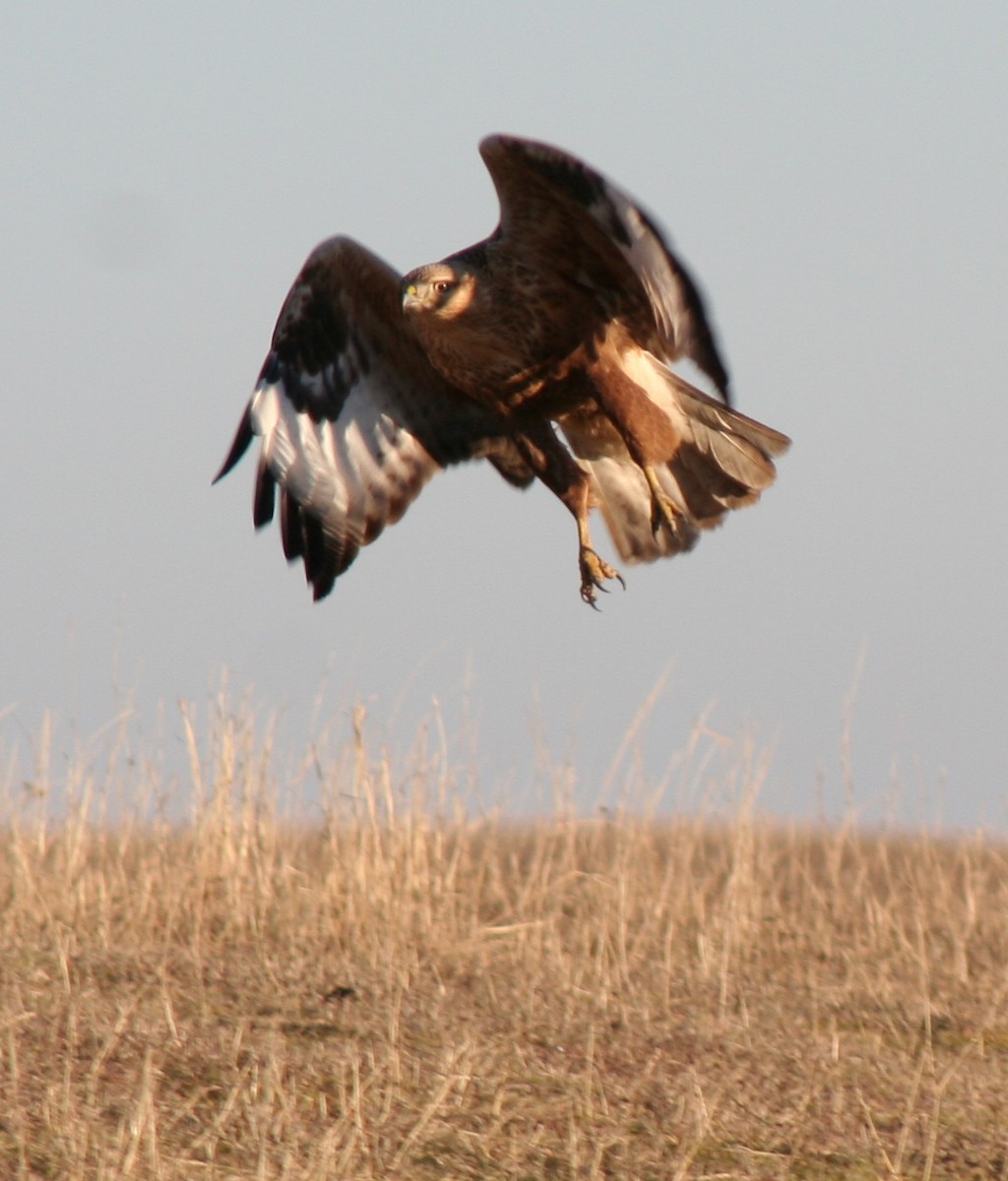 Long-legged Buzzard - ML103935661