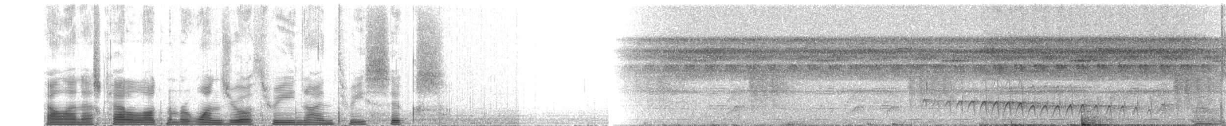 amazonvatretreløper (juruanus/polyzonus) - ML103936