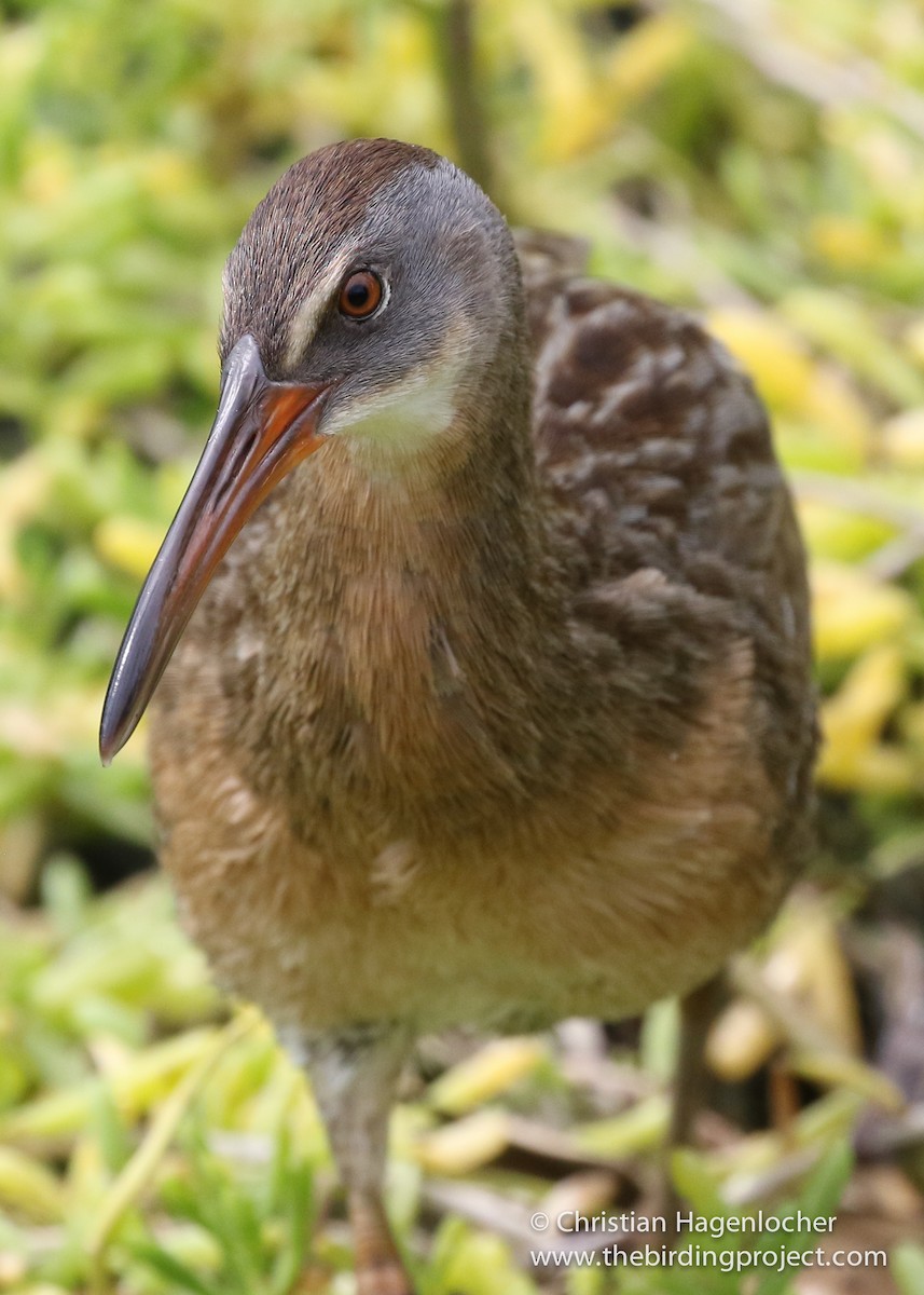 Clapper Rail (Gulf Coast) - ML103939171
