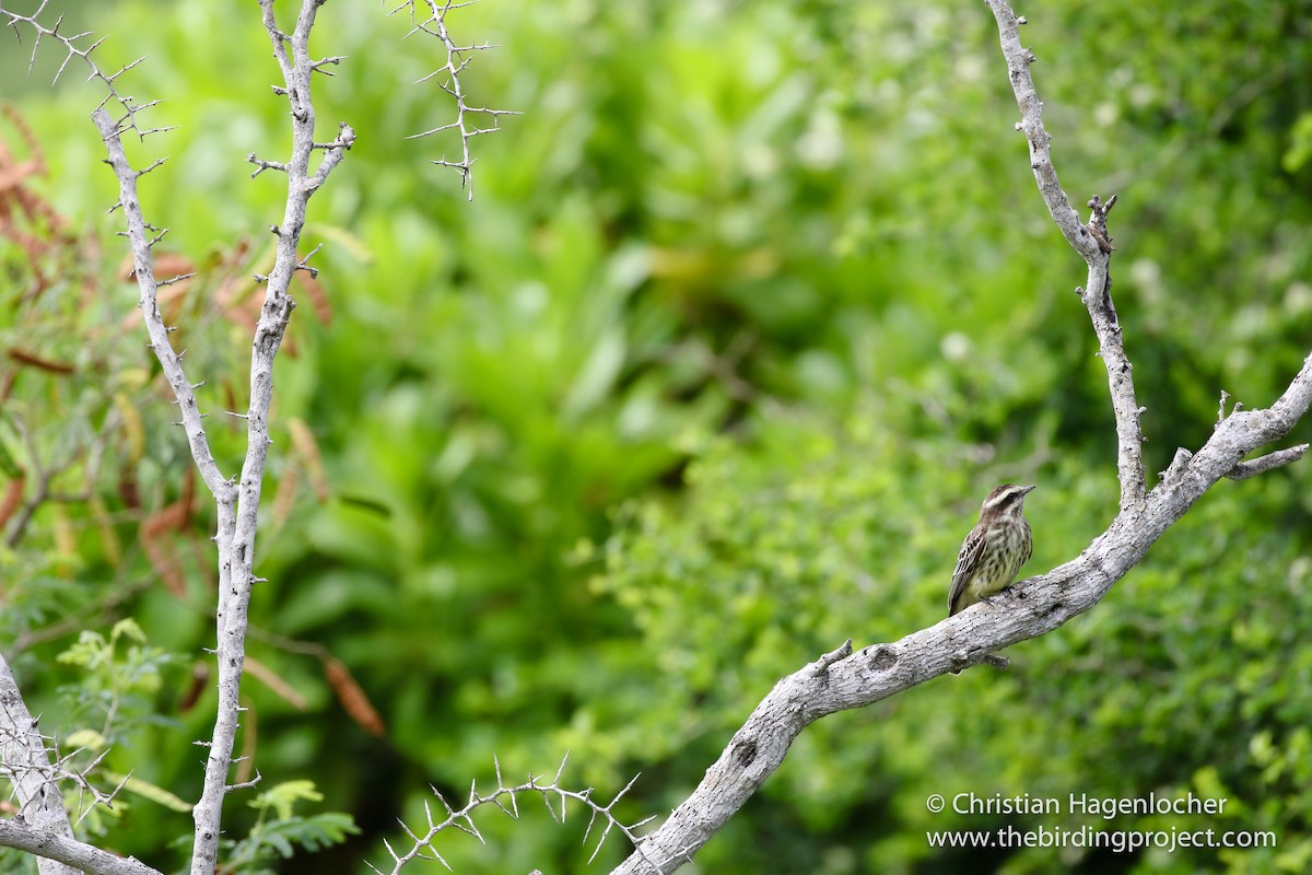 Variegated Flycatcher - ML103939341