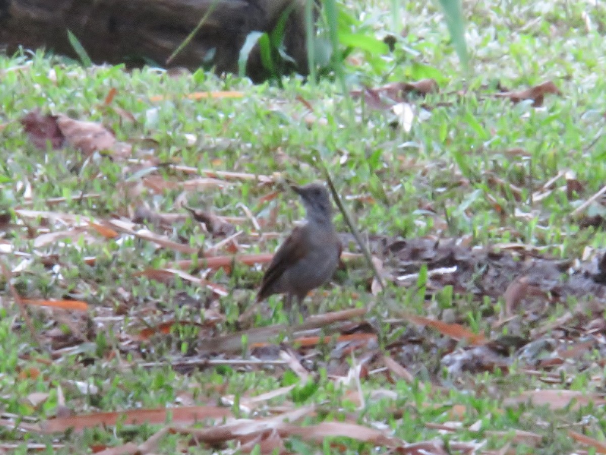 Black-billed Thrush - ML103941921