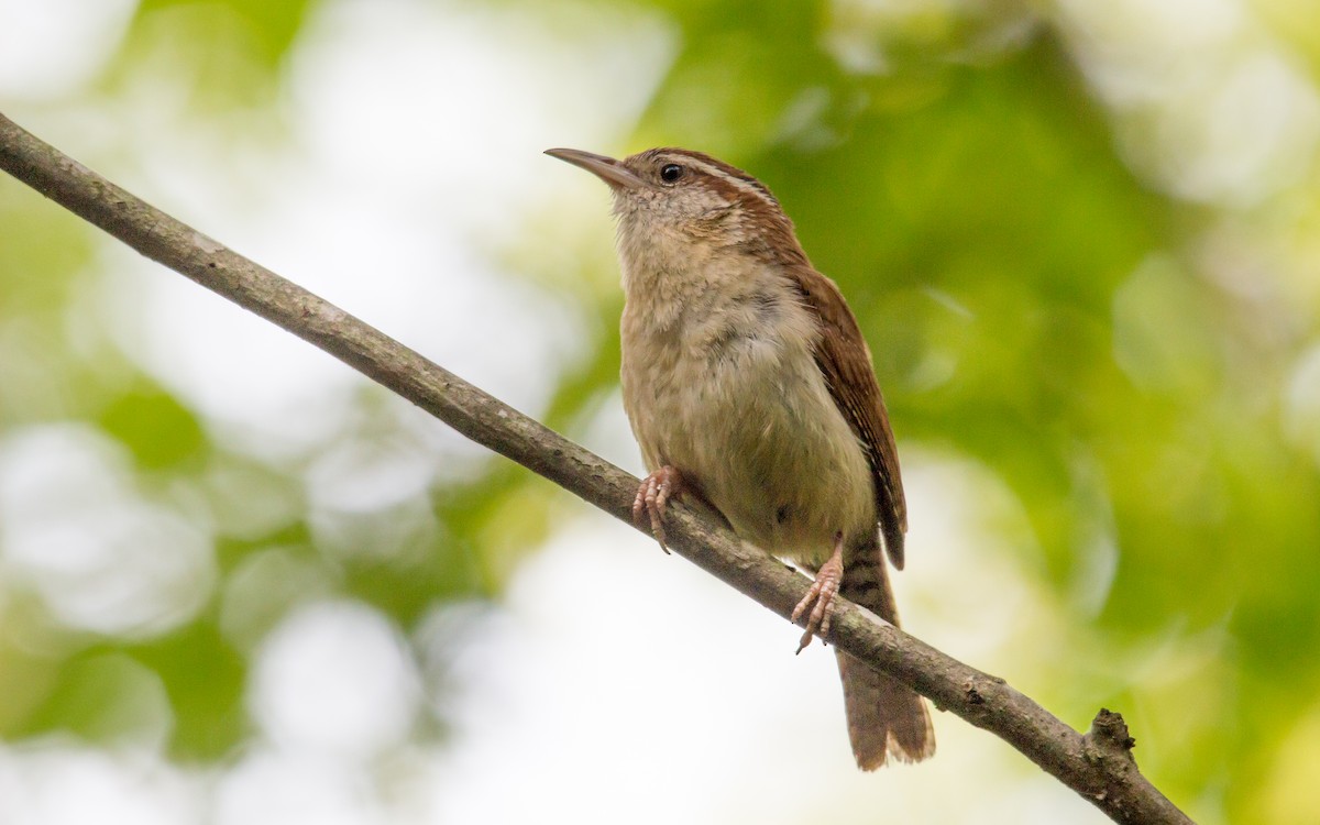 Carolina Wren - Anonymous