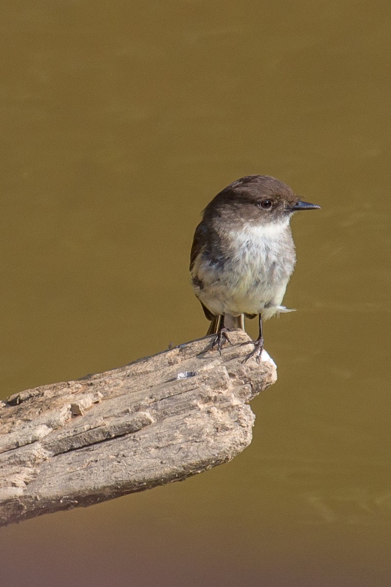 Eastern Phoebe - Anonymous