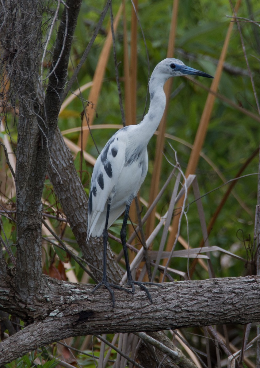 Little Blue Heron - ML103944721