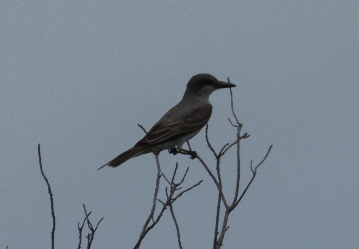 Gray Kingbird - ML103944861