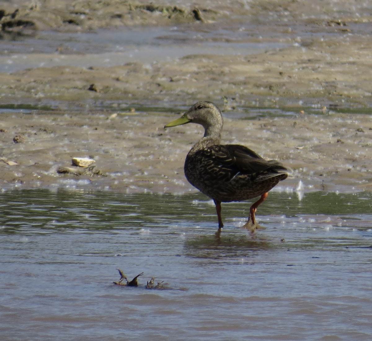 Mexican Duck - Sara Griffith