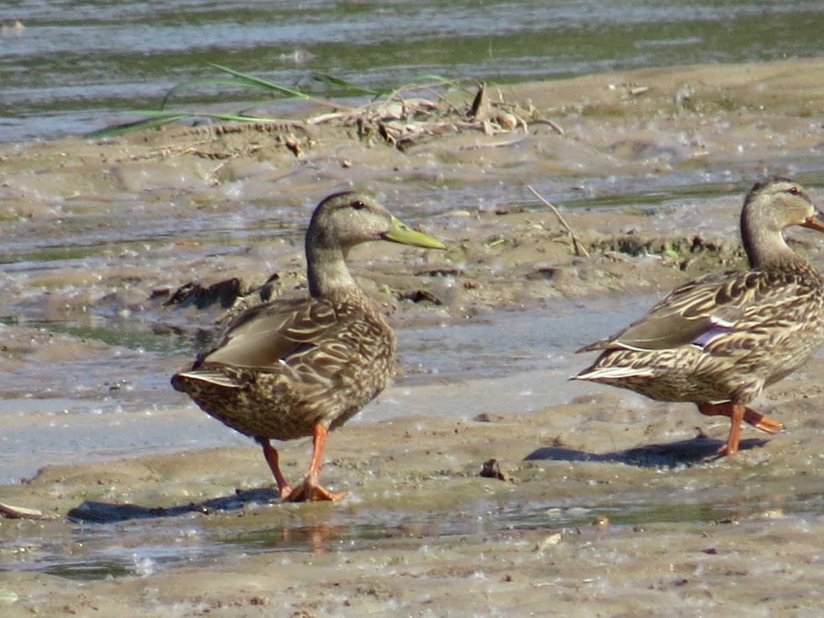 Mexican Duck - Sara Griffith