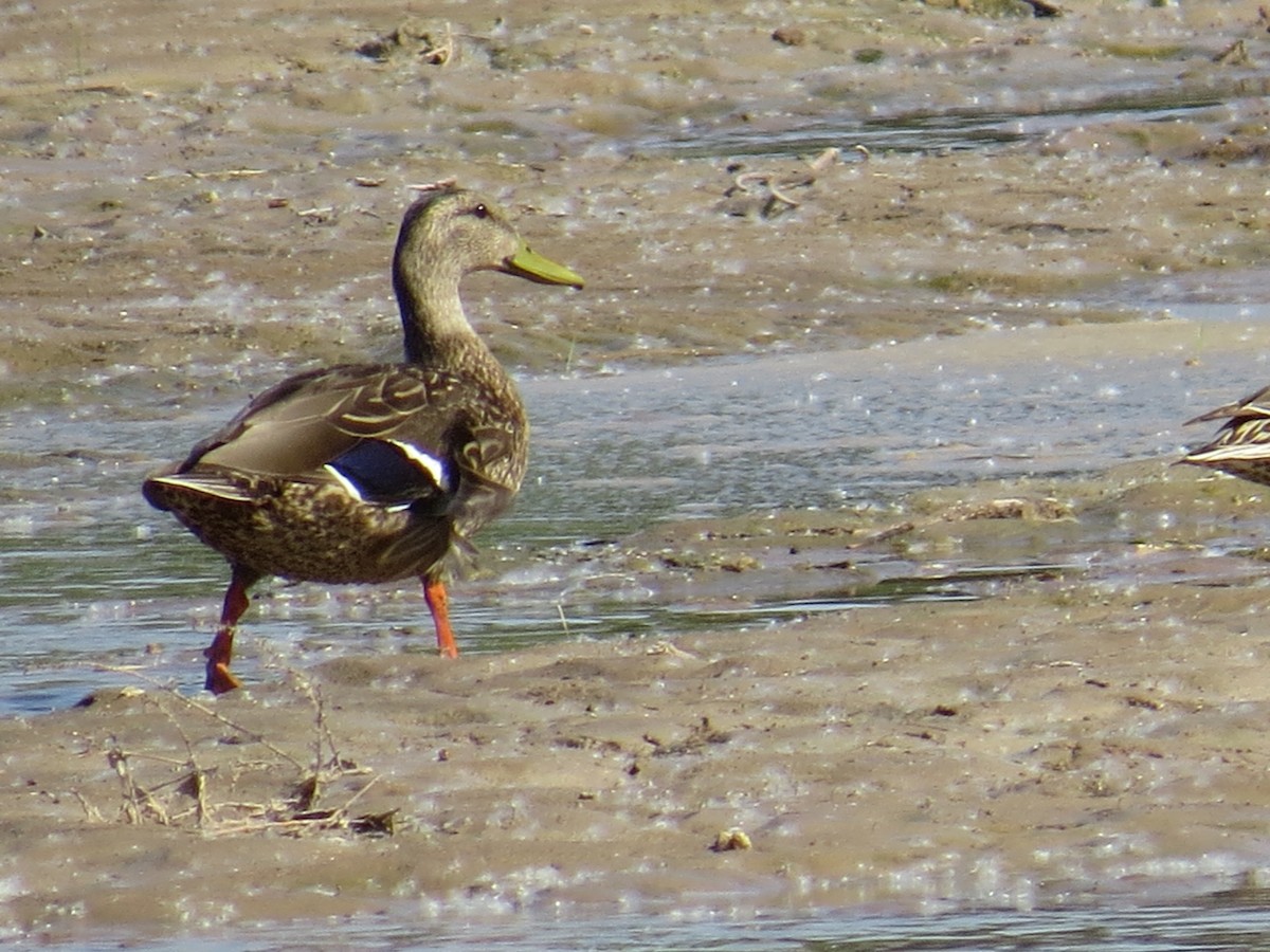 Mexican Duck - ML103949781