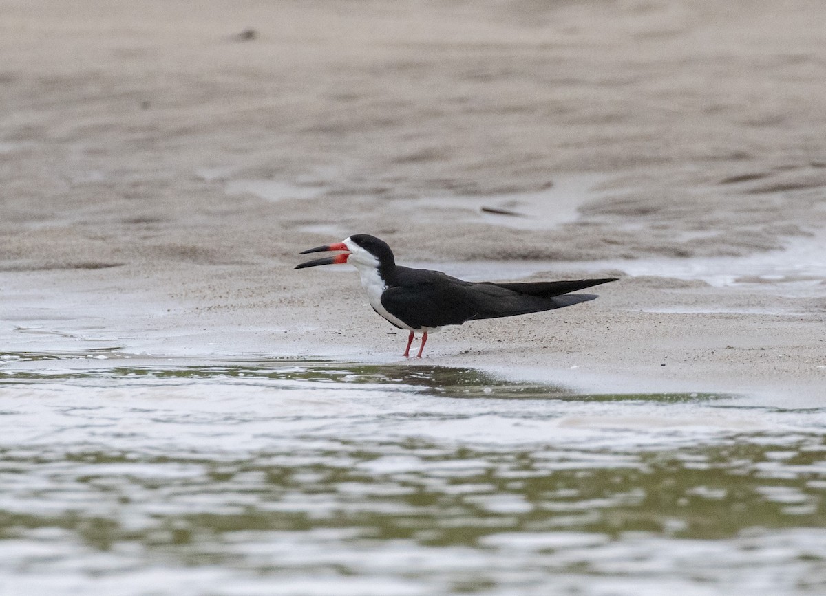 Black Skimmer - ML103949801