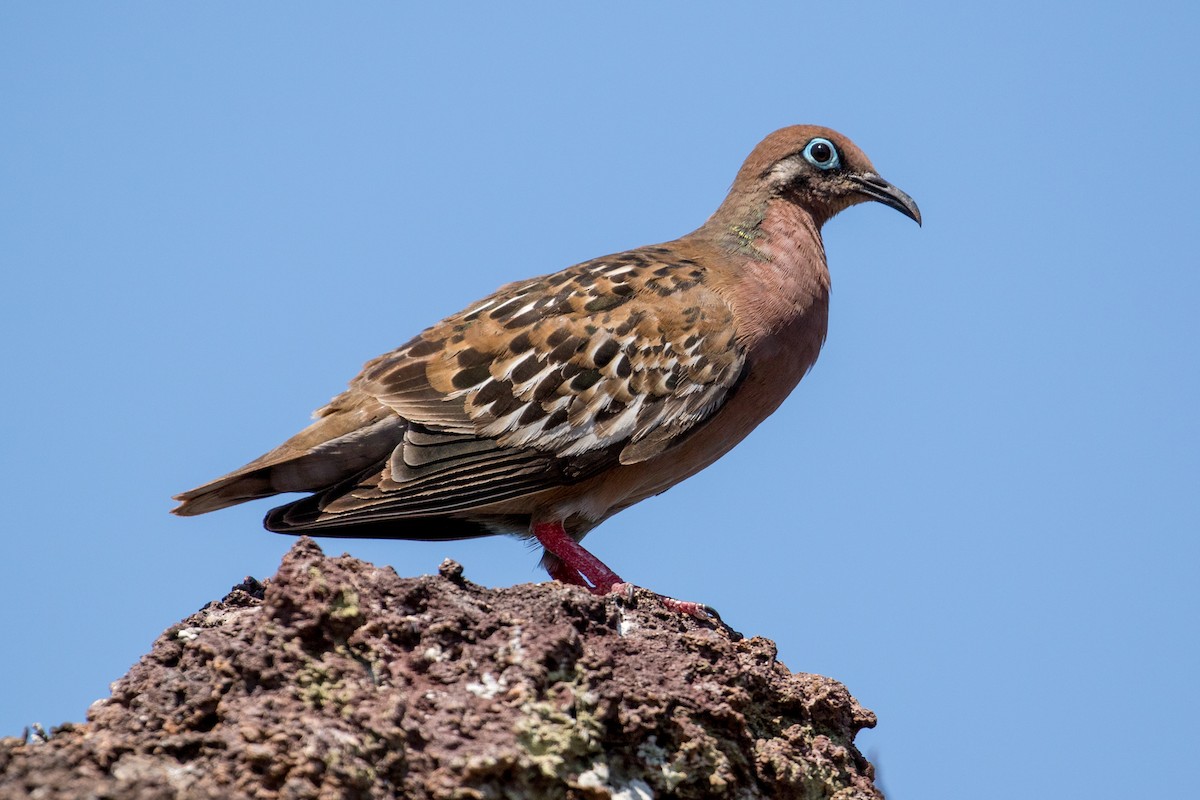 Galapagos Dove - ML103952421