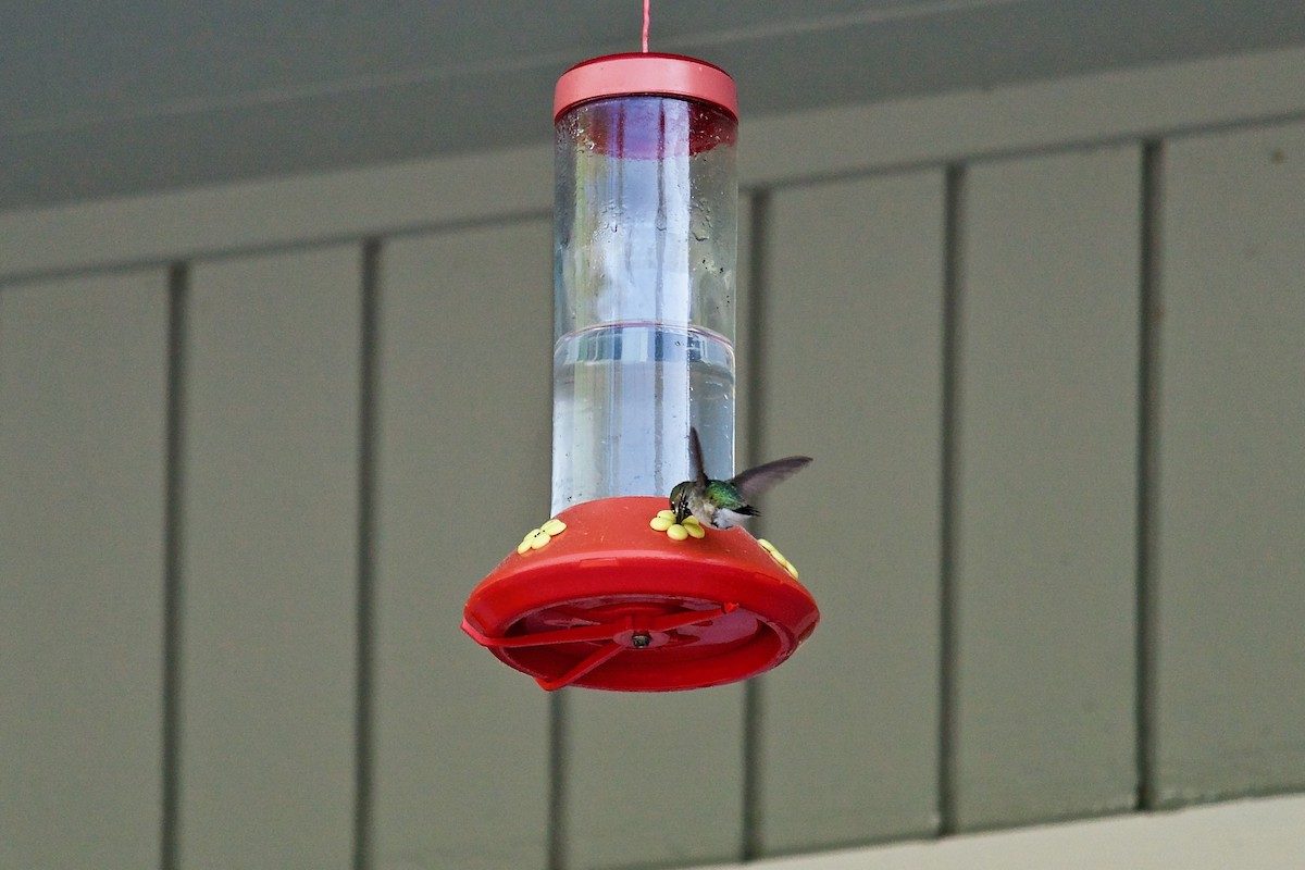 Calliope Hummingbird - Steven Hunter