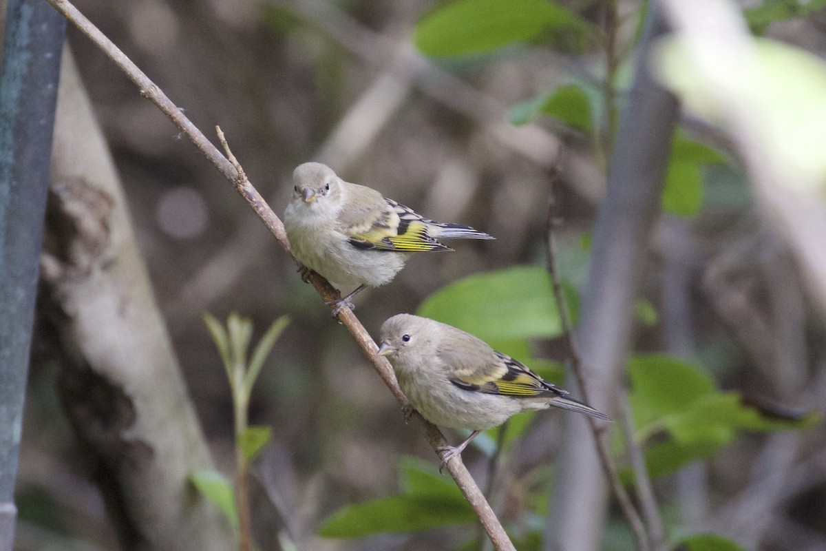 Lawrence's Goldfinch - Nicole Desnoyers