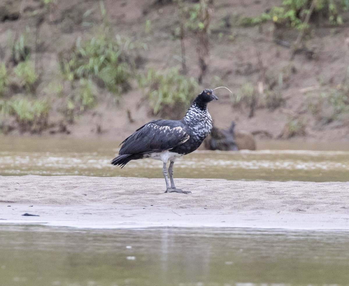 Horned Screamer - ML103958251