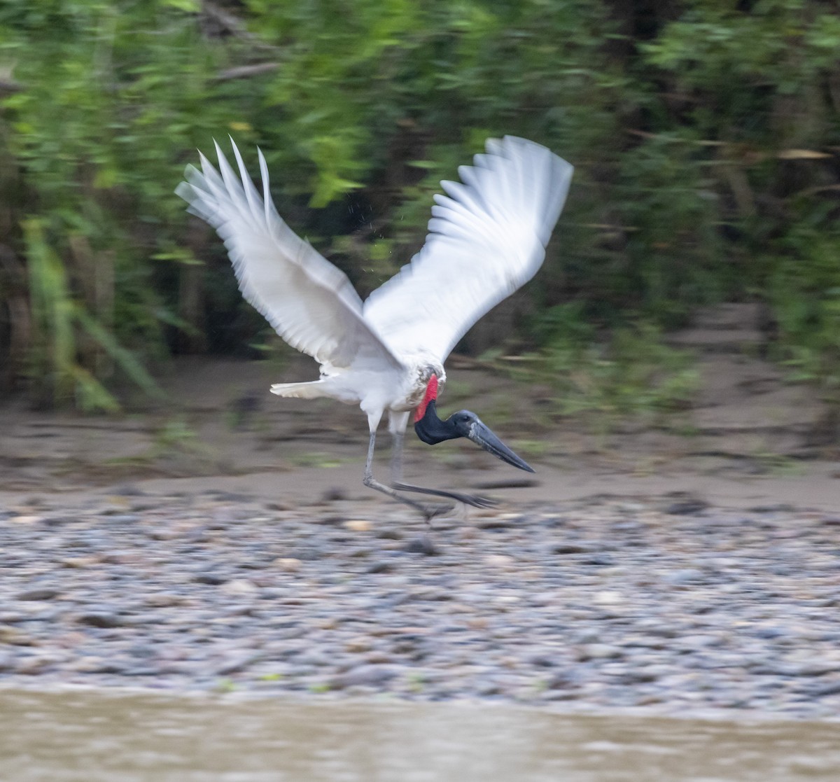 Jabiru - ML103958881