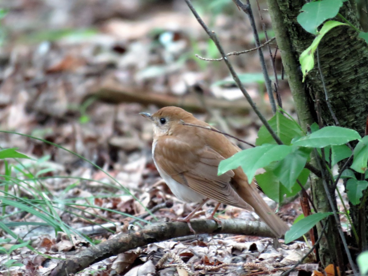 Veery - ML103959161