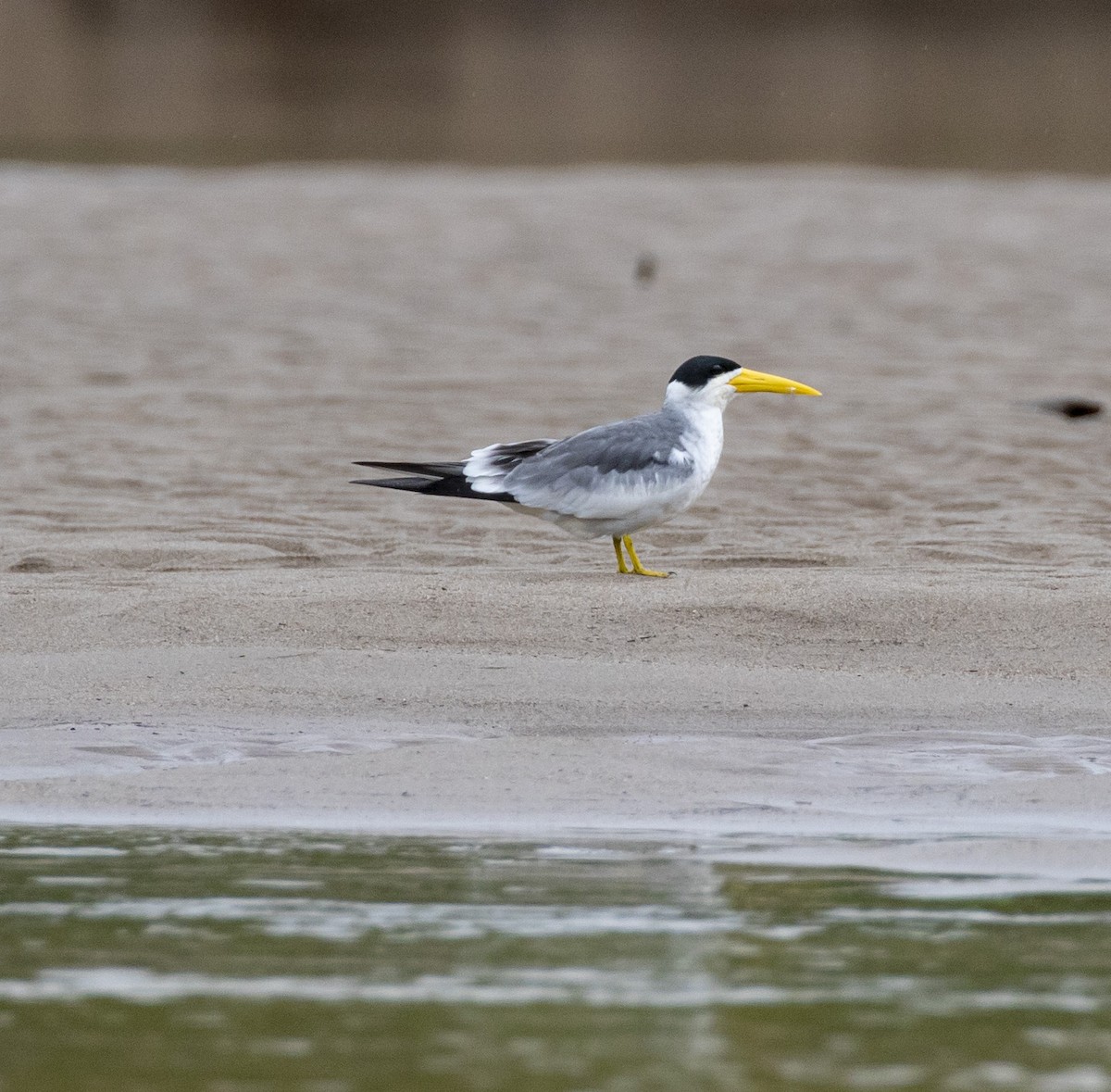 Large-billed Tern - Mouser Williams