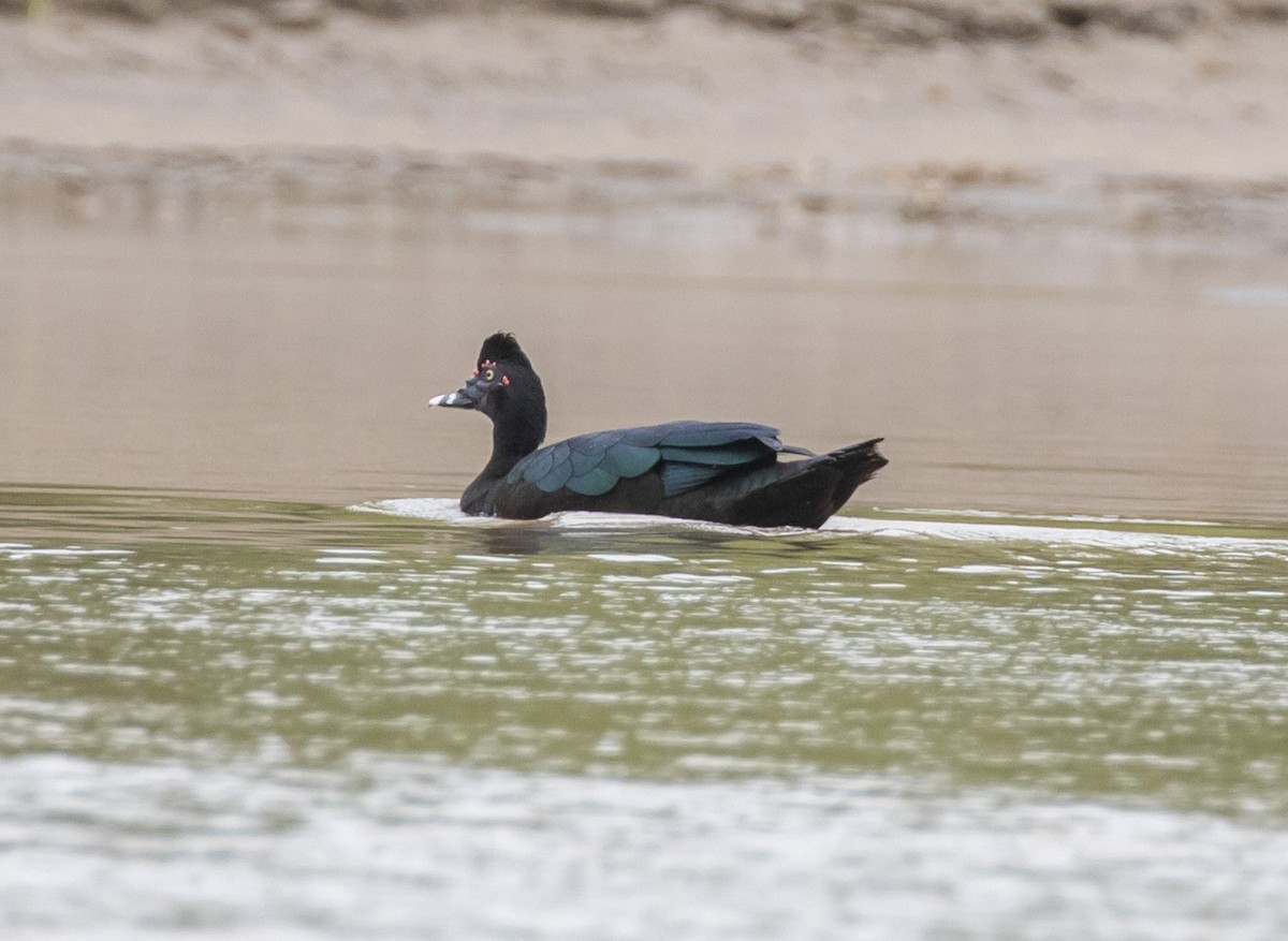 Muscovy Duck - ML103959781