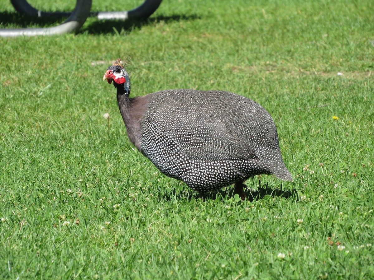 Helmeted Guineafowl (Domestic type) - ML103960141