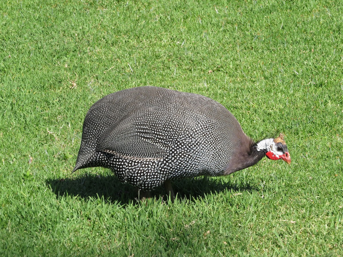 Helmeted Guineafowl (Domestic type) - ML103960161