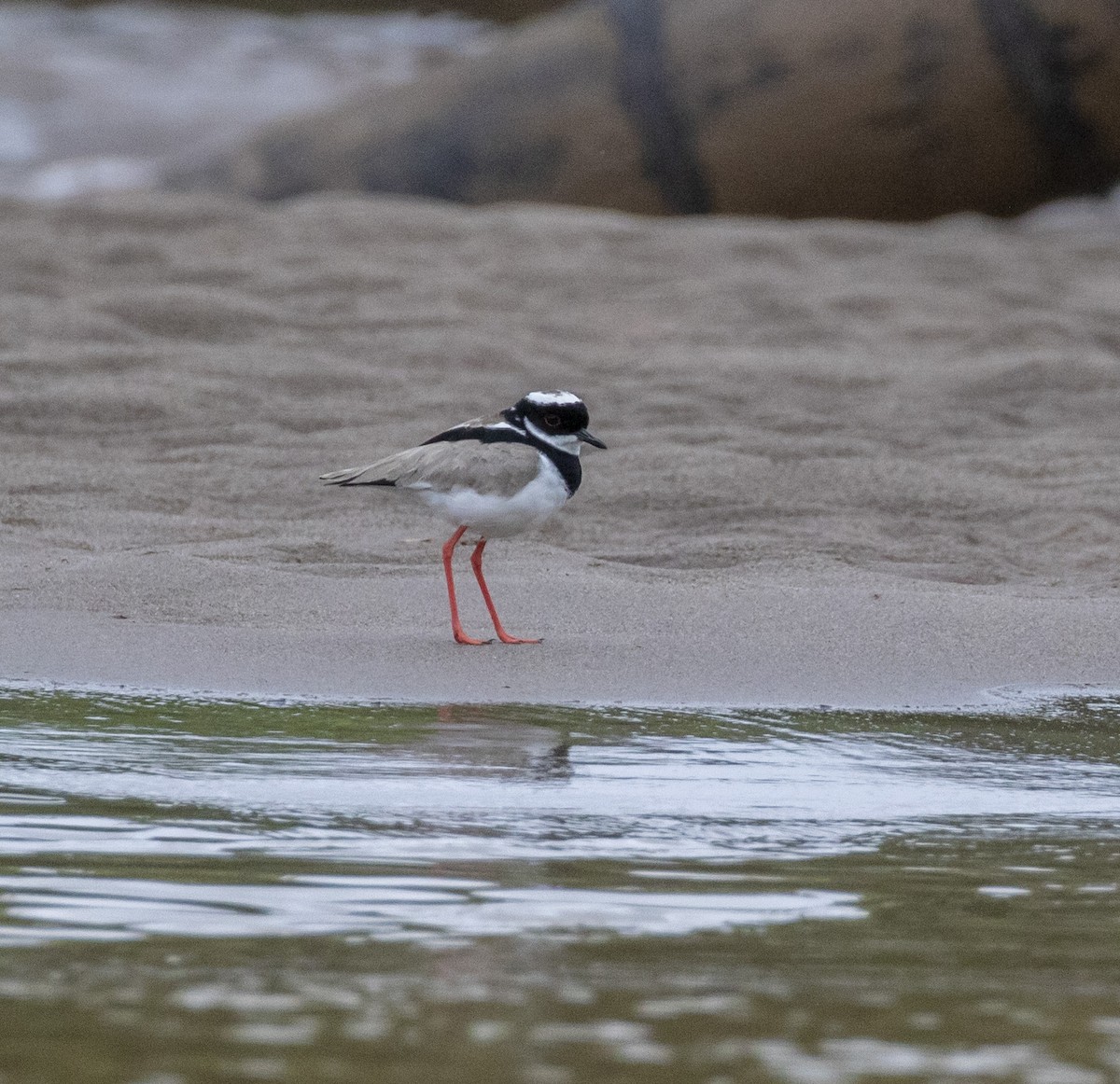 Pied Plover - Mouser Williams