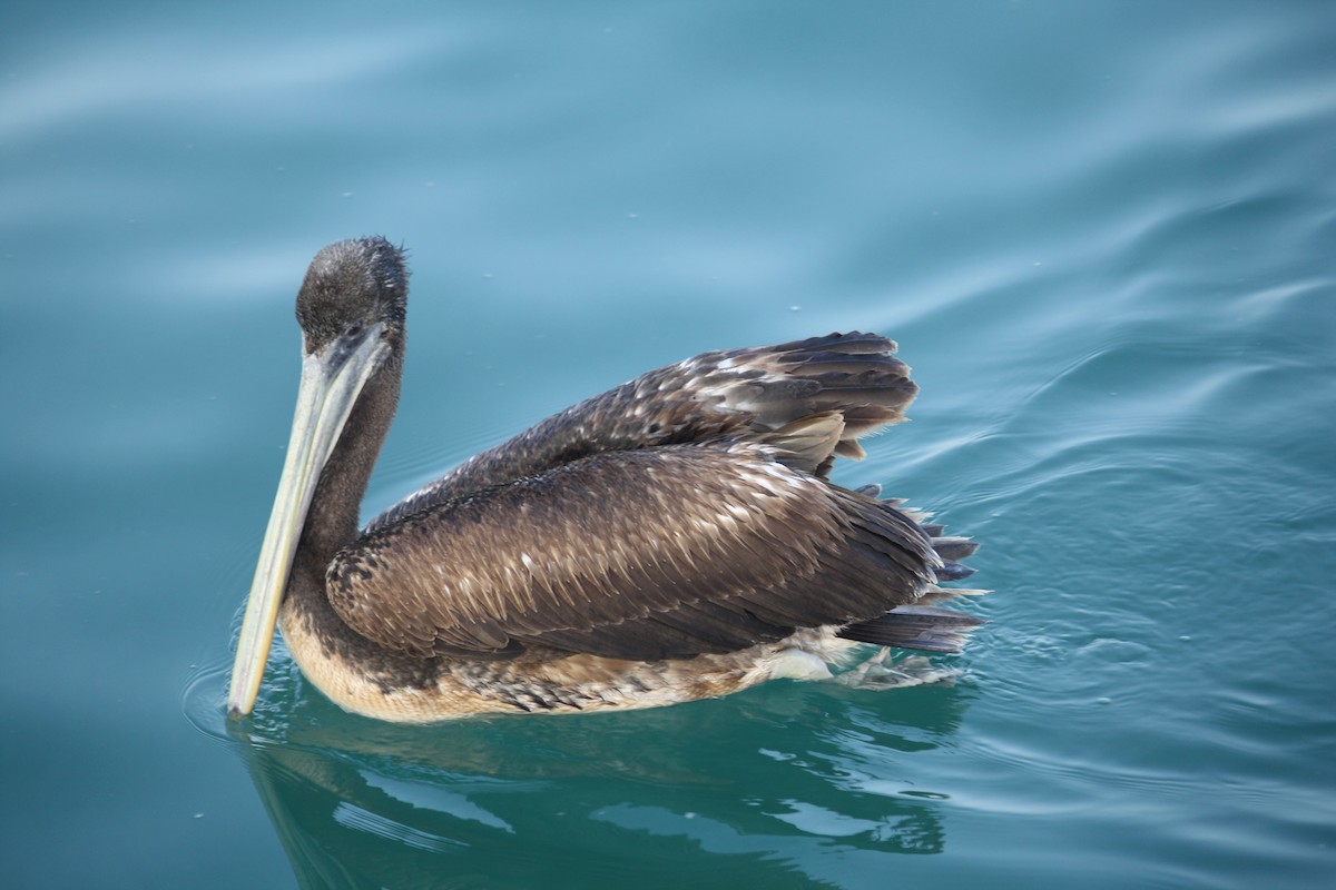 pelikán chilský - ML103961011