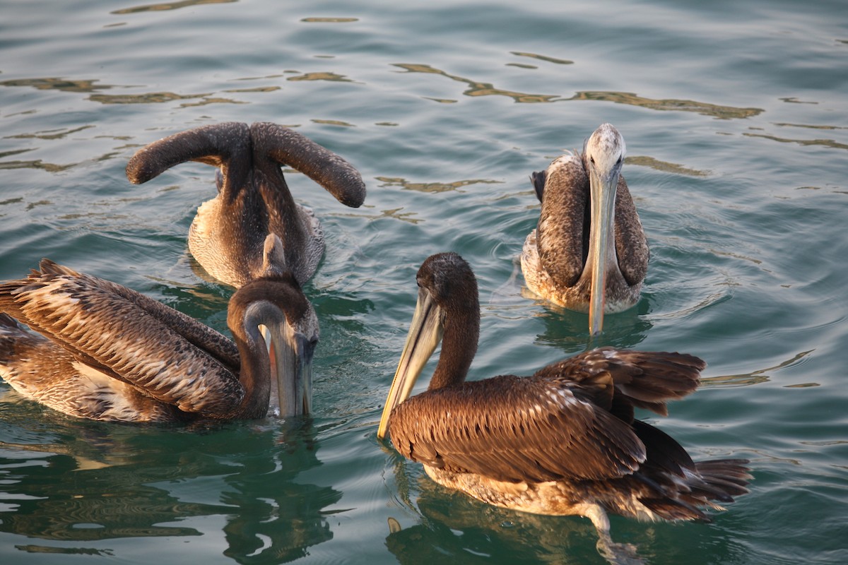 Peruvian Pelican - ML103961041