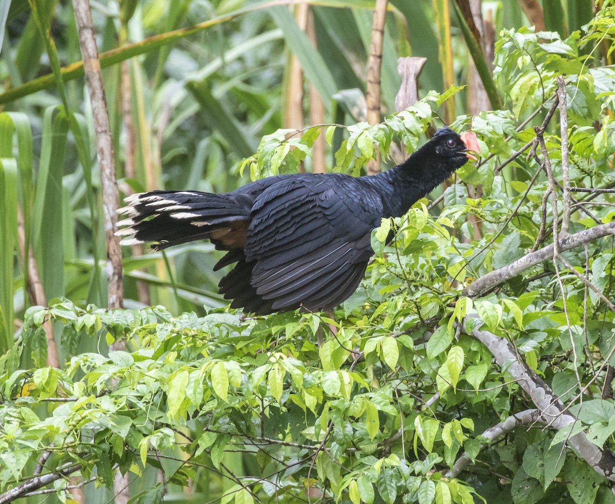 Razor-billed Curassow - ML103961101