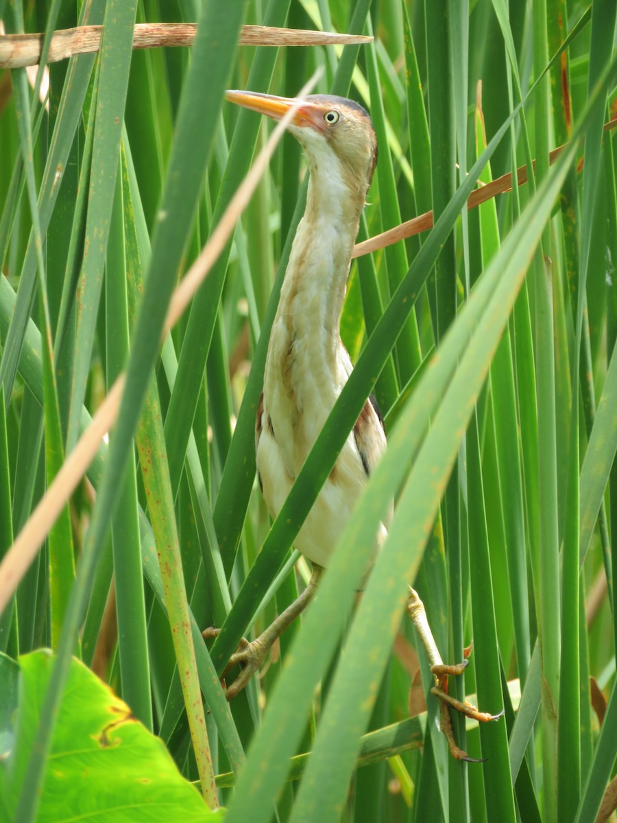 Least Bittern - ML103961301