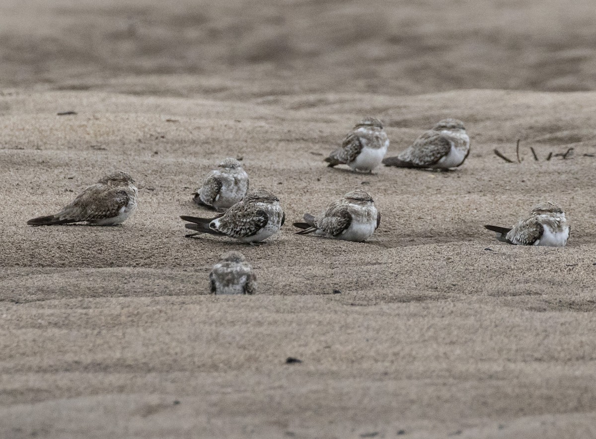 Sand-colored Nighthawk - ML103961891