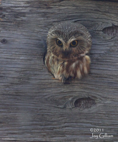 Northern Saw-whet Owl - Jay Gilliam