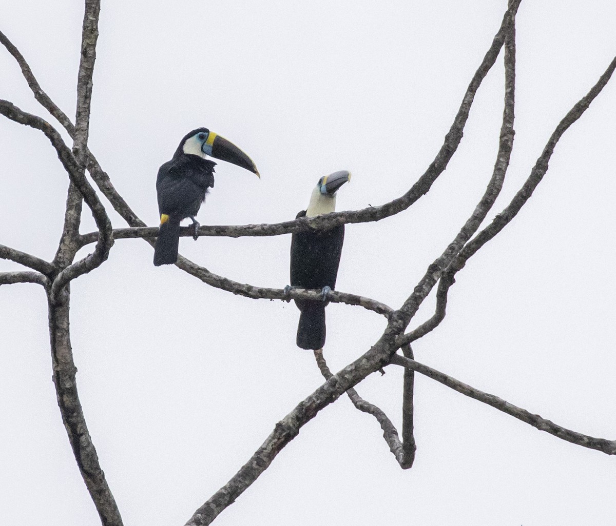 White-throated Toucan - ML103963151