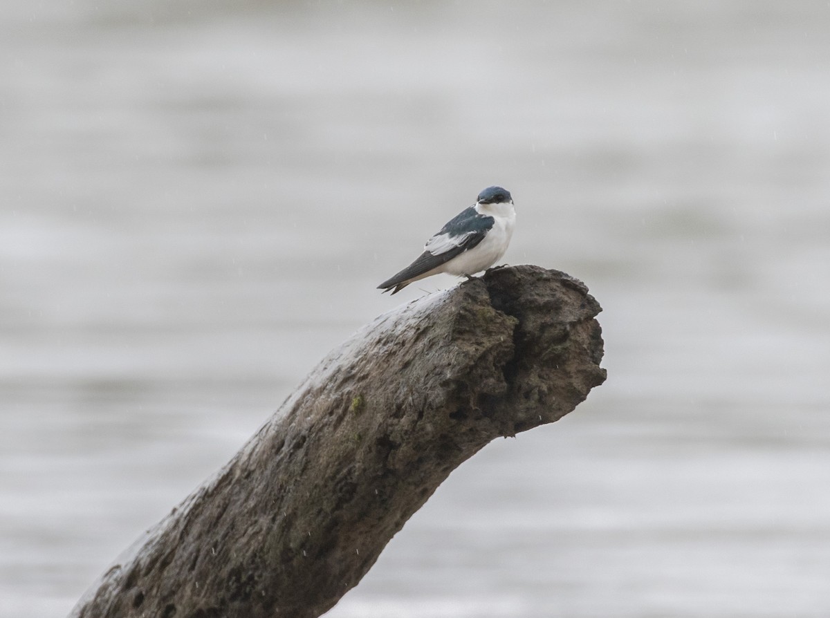 White-winged Swallow - Mouser Williams