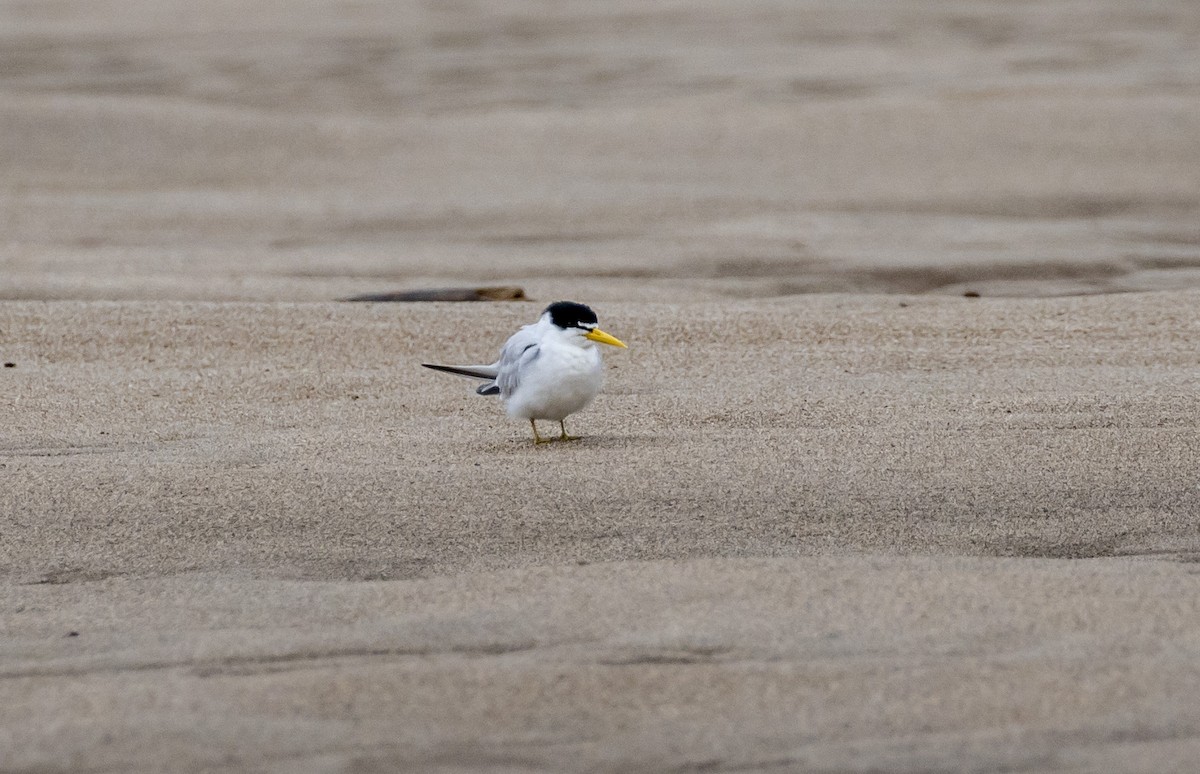 Yellow-billed Tern - ML103963681