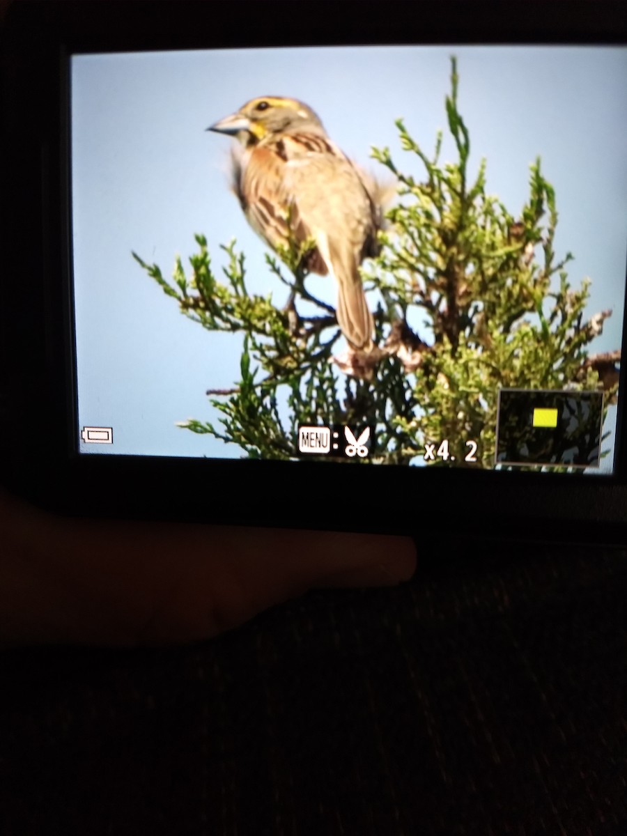 Dickcissel - ML103964681