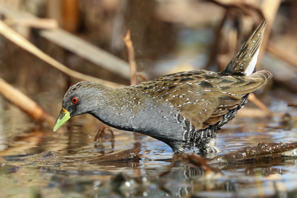 Australian Crake - Ged Tranter