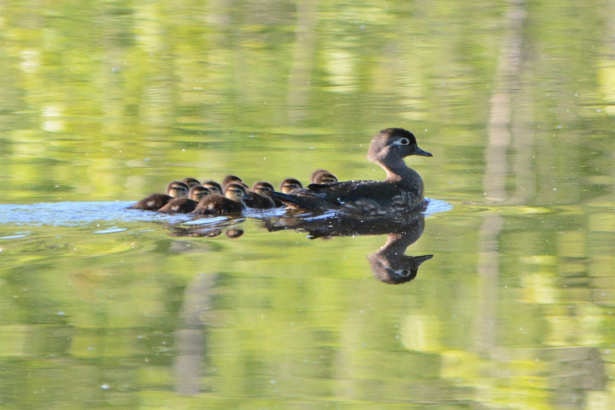 Wood Duck - ML103964971