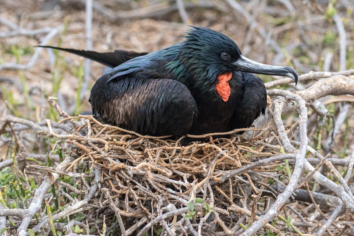 Great Frigatebird - John Reynolds