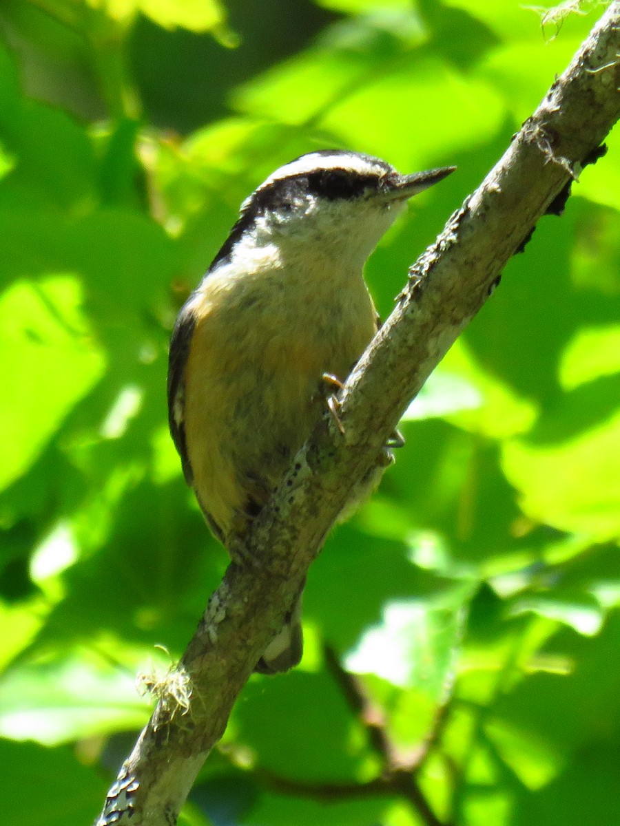 Red-breasted Nuthatch - ML103965321