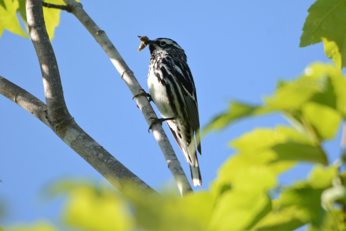Black-and-white Warbler - ML103965941