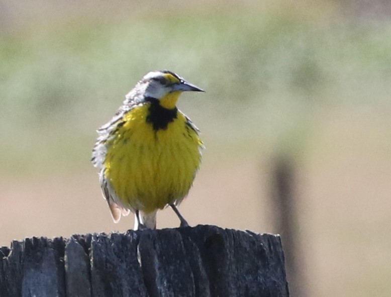 Eastern Meadowlark (Eastern) - ML103966031