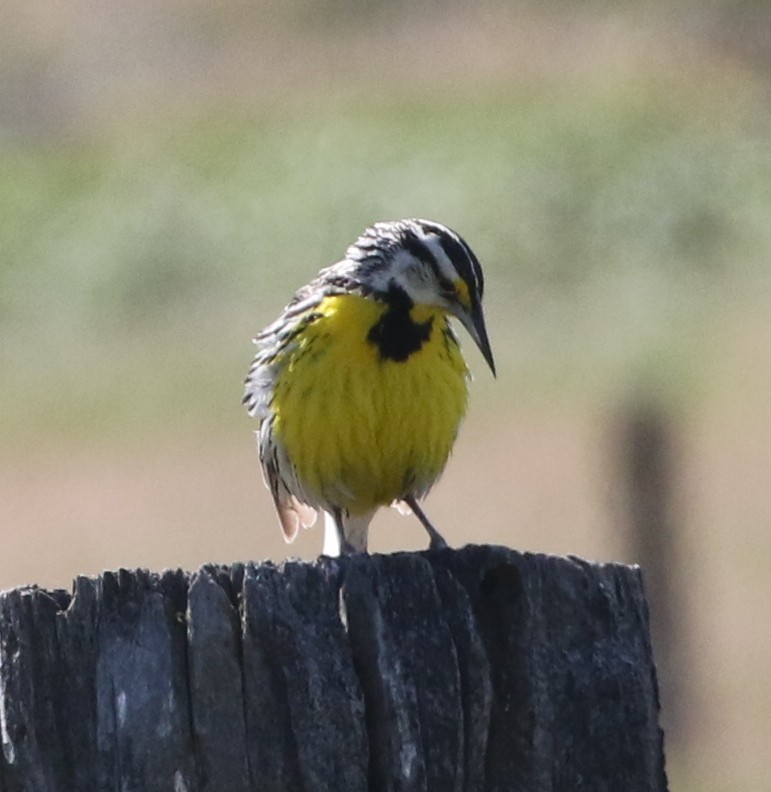 Eastern Meadowlark (Eastern) - ML103966041