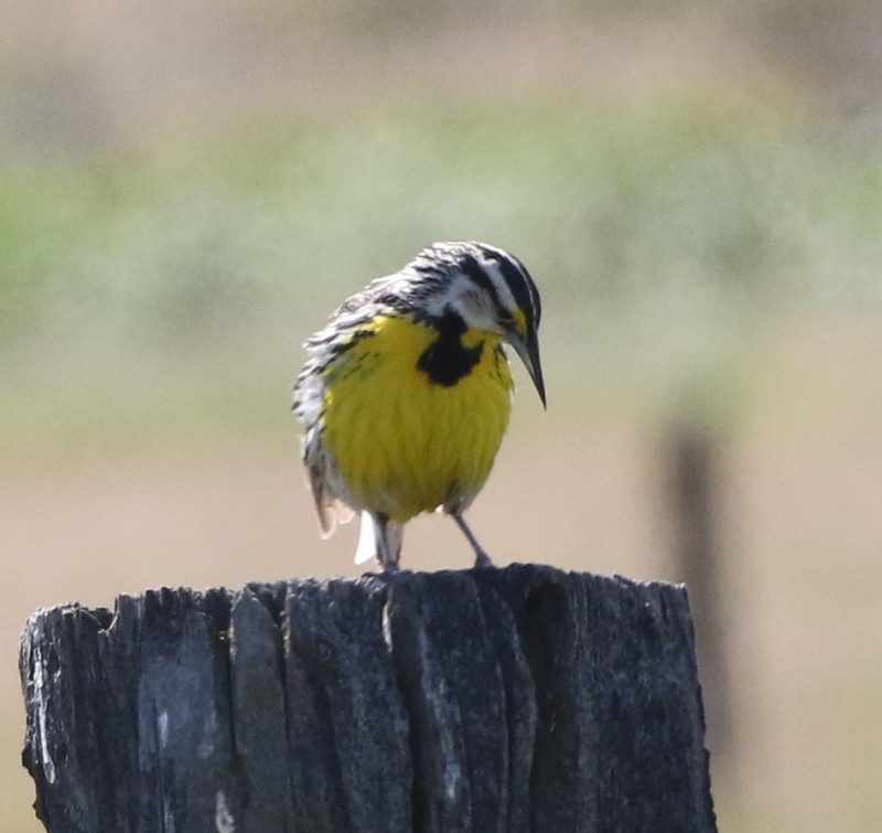 Eastern Meadowlark (Eastern) - ML103966051